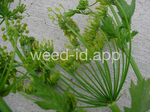 parsnip, wild